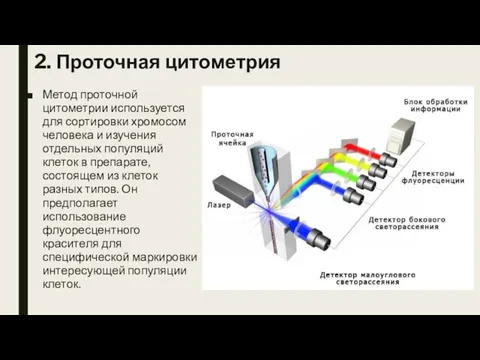 2. Проточная цитометрия Метод проточной цитометрии используется для сортировки хромосом человека и