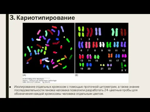 3. Кариотипирование Изолирование отдельных хромосом с помощью проточной цитометрии, а также знание