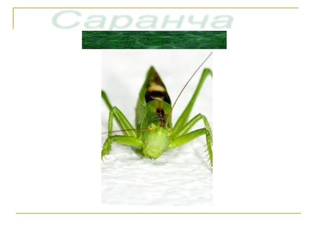 Саранча