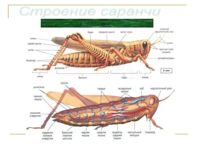 Строение саранчи