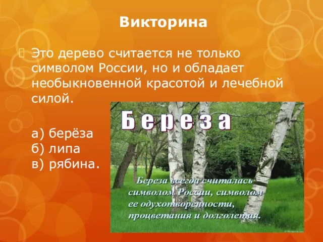 Викторина Это дерево считается не только символом России, но и обладает необыкновенной