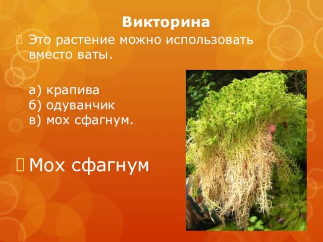 Викторина Это растение можно использовать вместо ваты. а) крапива б) одуванчик в) мох сфагнум. Мох сфагнум