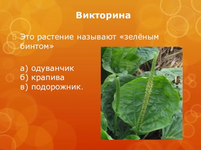 Викторина Это растение называют «зелёным бинтом» а) одуванчик б) крапива в) подорожник.