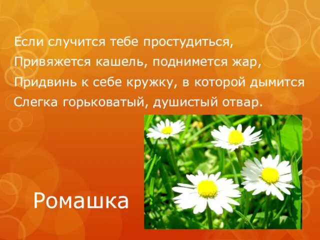 Ромашка Если случится тебе простудиться, Привяжется кашель, поднимется жар, Придвинь к себе