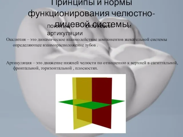 Принципы и нормы функционирования челюстно-лицевой системы Окклюзия – это динамическое взаимодействие компонентов