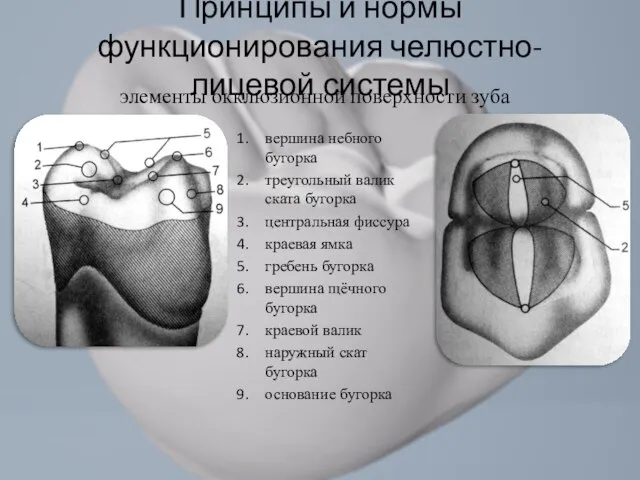 вершина небного бугорка треугольный валик ската бугорка центральная фиссура краевая ямка гребень