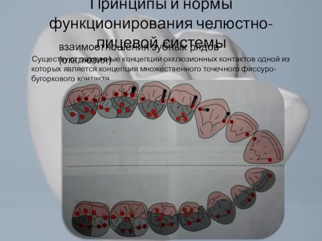 Принципы и нормы функционирования челюстно-лицевой системы Существуют различные концепции окклюзионных контактов одной