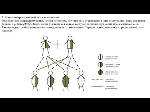 2. Аутосомно-рецессивный тип наследования. Оба родителя носители мутации, но они не болеют,