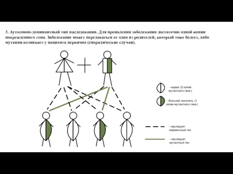 3. Аутосомно-доминантный тип наследования. Для проявления заболевания достаточно одной копии поврежденного гена.