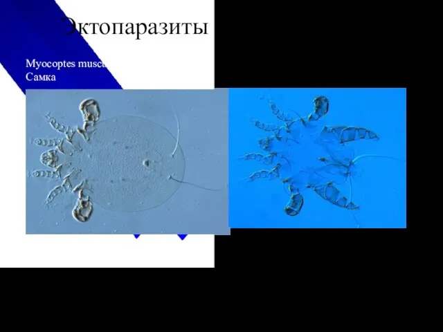 Эктопаразиты морских свинок Myocoptes musculinus Самка самец