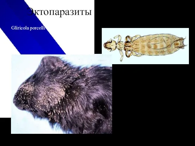 Эктопаразиты морских свинок Gliricola porcelli