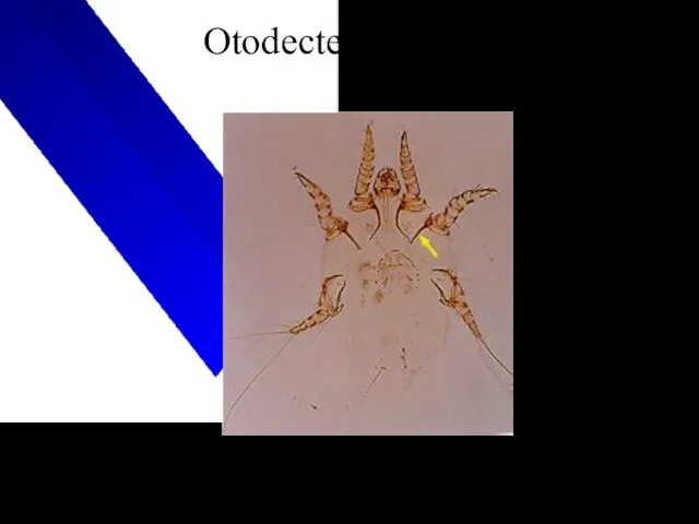 Otodectes cyanotis