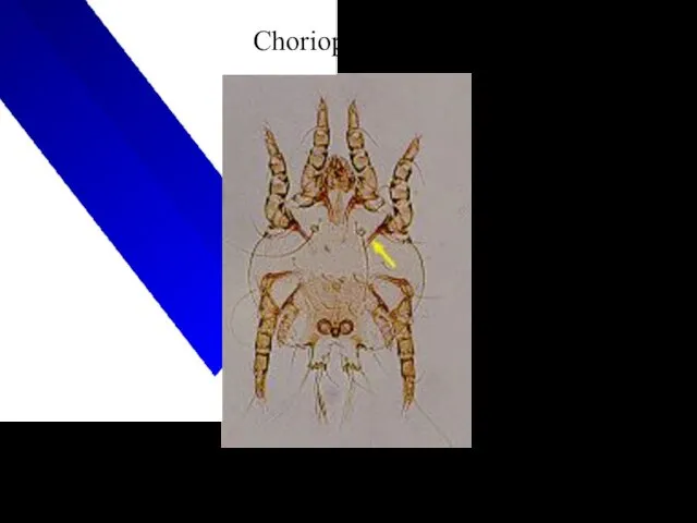 Chorioptes bovis