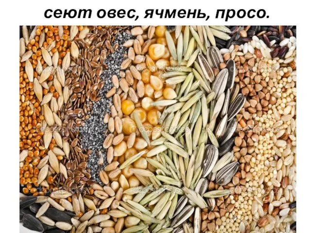 сеют овес, ячмень, просо.