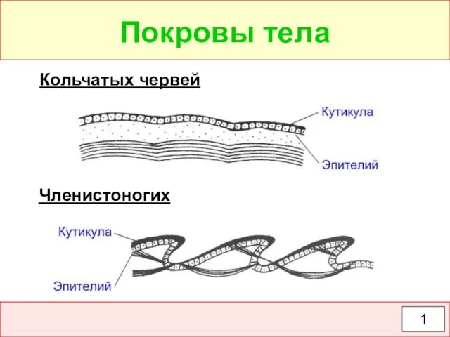 Покровы тела Кольчатых червей Членистоногих 1