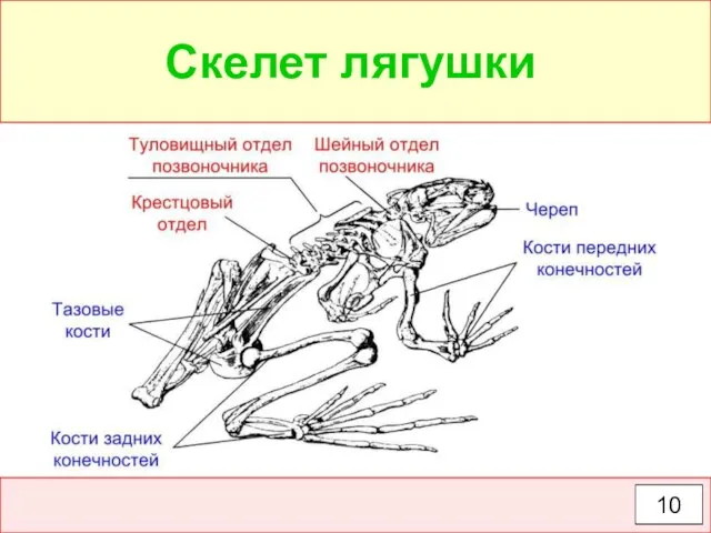 Скелет лягушки 10