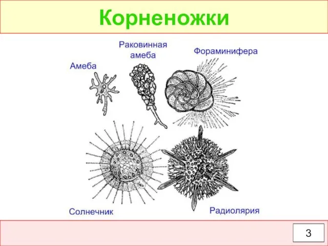 Корненожки 3