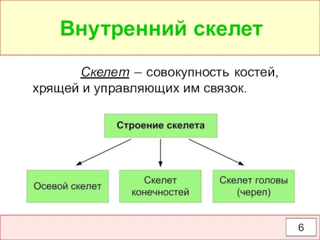 6 Скелет – совокупность костей, хрящей и управляющих им связок. Внутренний скелет