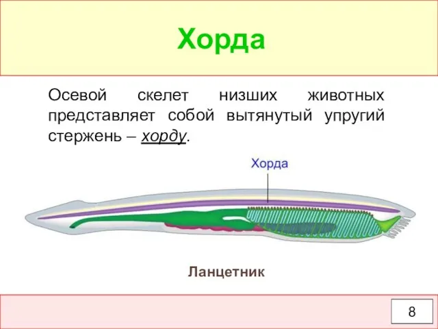 Осевой скелет низших животных представляет собой вытянутый упругий стержень – хорду. Ланцетник Хорда 8