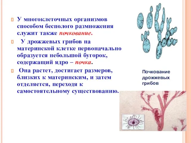 У многоклеточных организмов способом бесполого размножения служит также почкование. У дрожжевых грибов