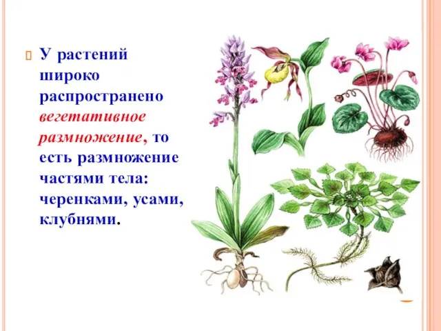 У растений широко распространено вегетативное размножение, то есть размножение частями тела: черенками, усами, клубнями.