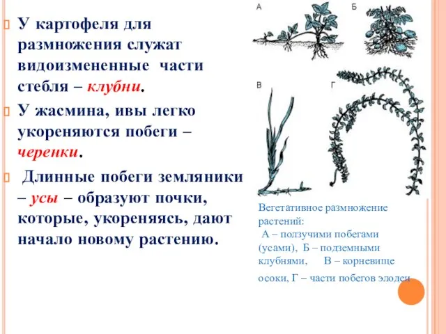 У картофеля для размножения служат видоизмененные части стебля – клубни. У жасмина,