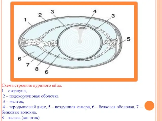 Схема строения куриного яйца: 1 – скорлупа, 2 – подскорлуповая оболочка 3