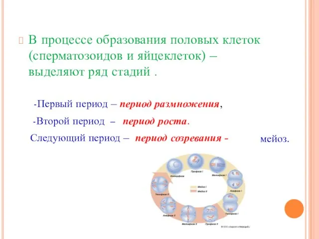 В процессе образования половых клеток (сперматозоидов и яйцеклеток) – выделяют ряд стадий