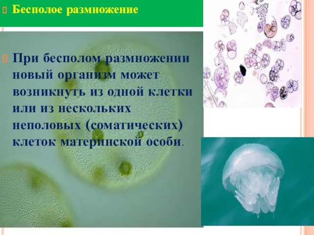 Бесполое размножение При бесполом размножении новый организм может возникнуть из одной клетки