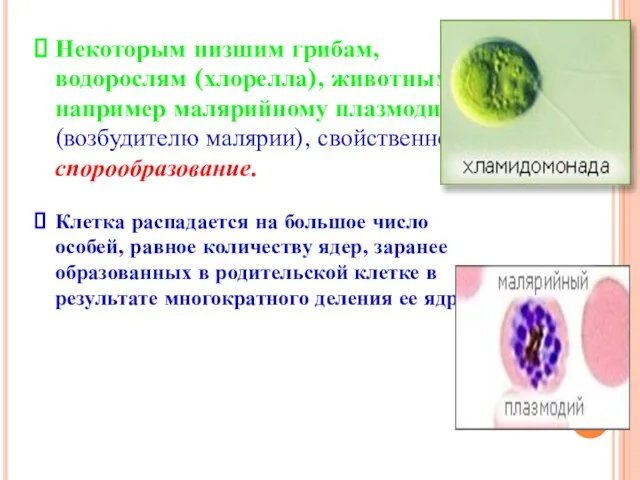 Некоторым низшим грибам, водорослям (хлорелла), животным, например малярийному плазмодию (возбудителю малярии), свойственно