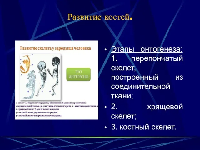 Развитие костей. Этапы онтогенеза: 1. перепончатый скелет, построенный из соединительной ткани; 2.