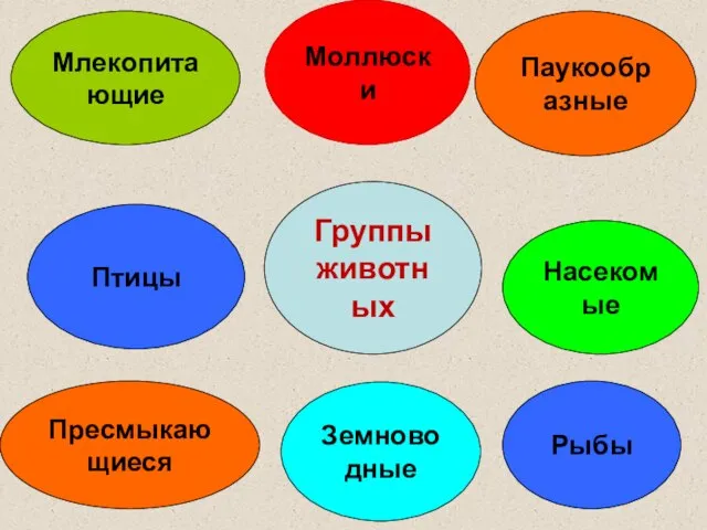 Группы животных Моллюски Паукообразные Насекомые Рыбы Земноводные Пресмыкающиеся Птицы Млекопитающие