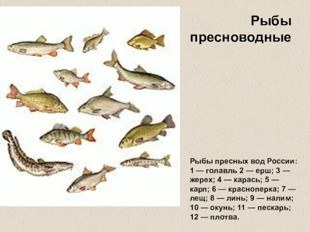 Рыбы пресноводные Рыбы пресных вод России: 1 — голавль 2 — ерш;