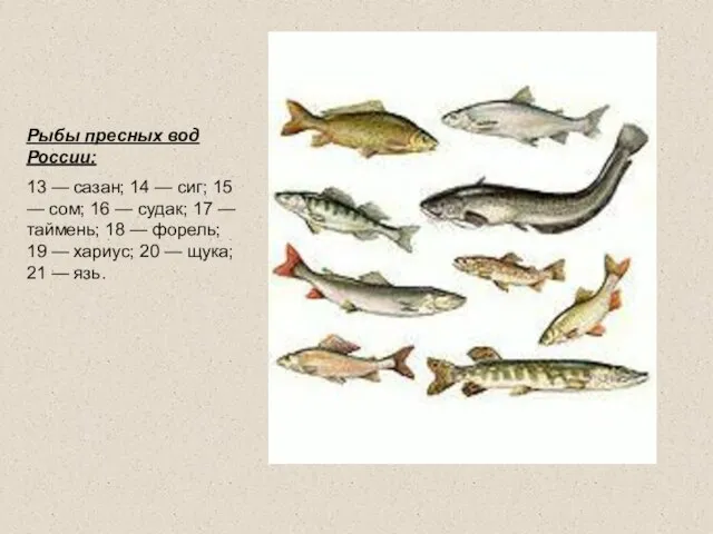 Рыбы пресных вод России: 13 — сазан; 14 — сиг; 15 —