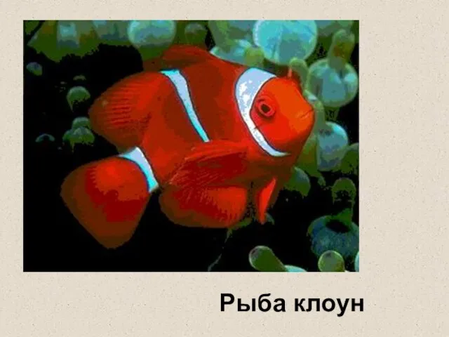 Рыба клоун