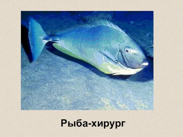 Рыба-хирург