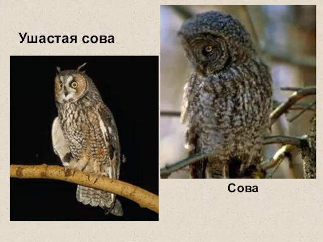 Сова Ушастая сова