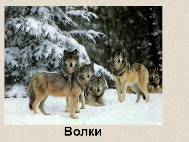 Волки