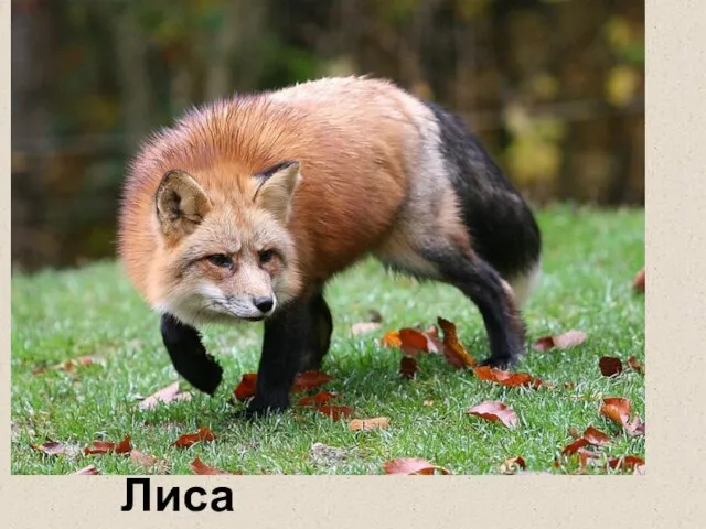 Лиса