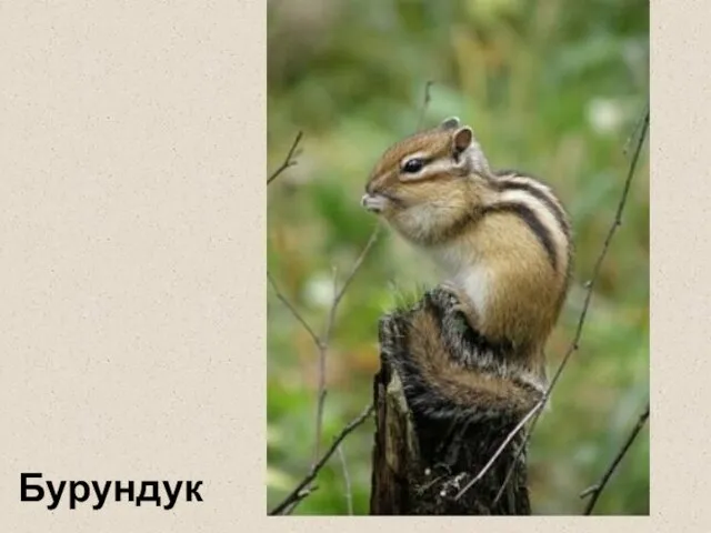 Бурундук