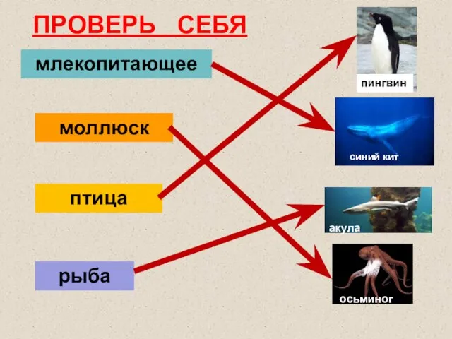 млекопитающее птица рыба синий кит пингвин акула моллюск осьминог ПРОВЕРЬ СЕБЯ