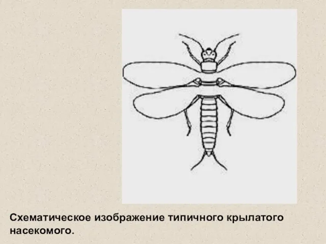 Схематическое изображение типичного крылатого насекомого.