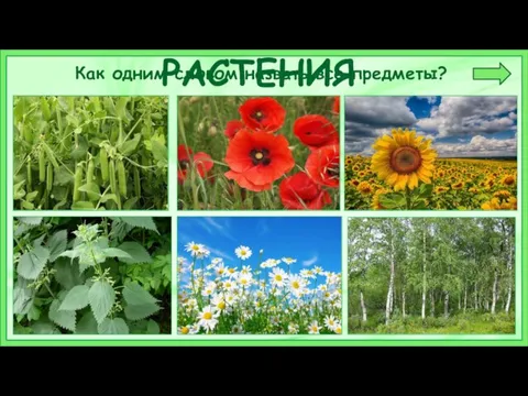 Как одним словом назвать все предметы? РАСТЕНИЯ