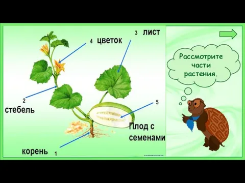 Рассмотрите части растения.