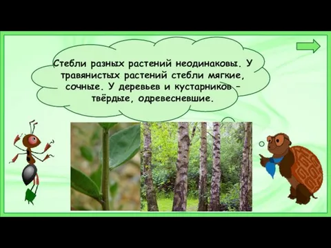 Стебли разных растений неодинаковы. У травянистых растений стебли мягкие, сочные. У деревьев