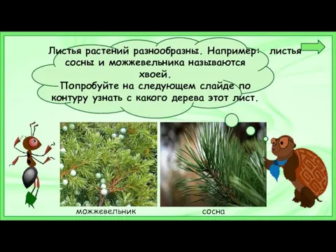 Листья растений разнообразны. Например: листья сосны и можжевельника называются хвоей. Попробуйте на