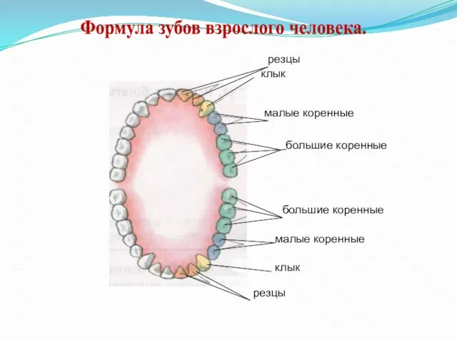 Формула зубов взрослого человека. н резцы клык малые коренные большие коренные большие