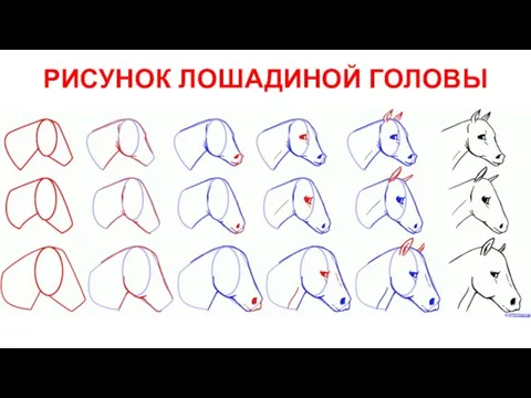 РИСУНОК ЛОШАДИНОЙ ГОЛОВЫ