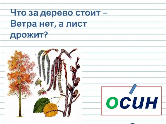 осина Что за дерево стоит – Ветра нет, а лист дрожит?