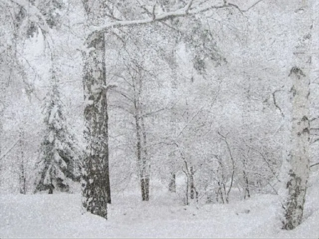 Метель, пурга, буран, вьюга